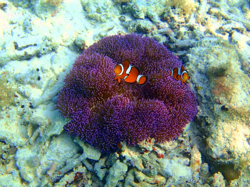 فوريسو برايفت فيلا Okinawa المظهر الخارجي الصورة